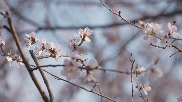 山桃花视频下载