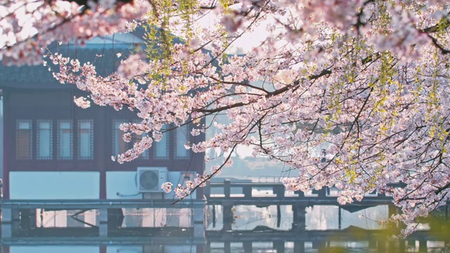 杭州景区樱花视频素材