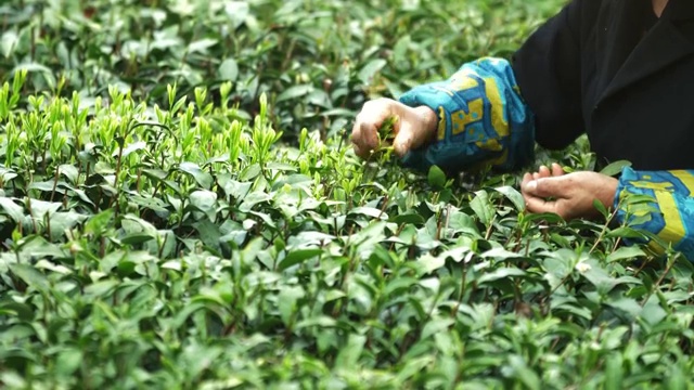 茶农在茶园采茶视频素材