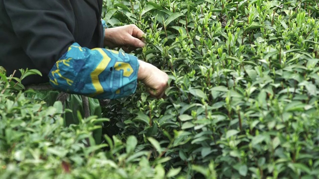 茶农在茶园采茶视频素材