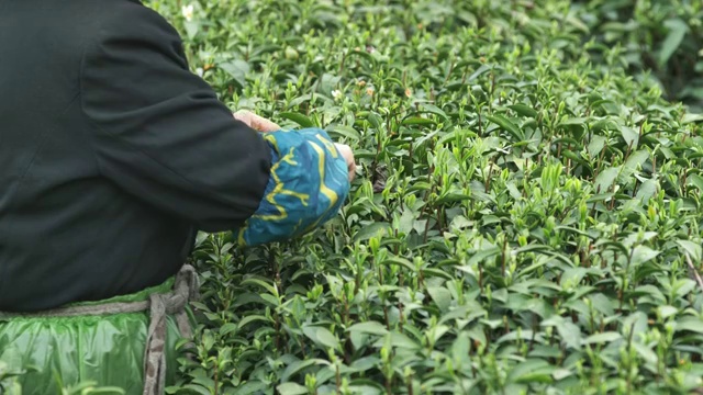 茶农在茶园采茶视频素材