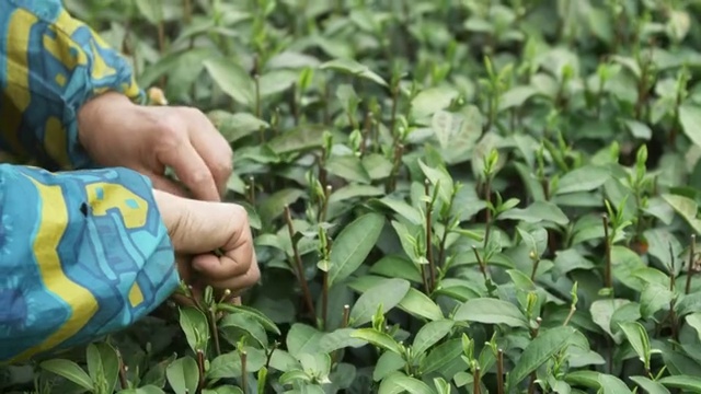 茶农在茶园采茶视频素材