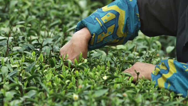 茶农在茶园采茶视频素材