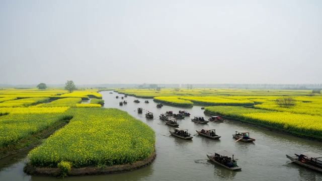 江苏兴化油菜花延时视频素材