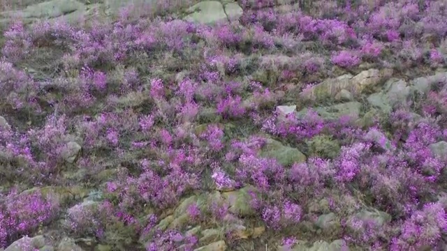 青岛大珠山春季风光杜鹃花航拍4K视频视频素材