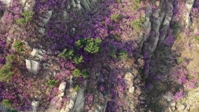 青岛大珠山春季风光杜鹃花航拍4K视频视频素材