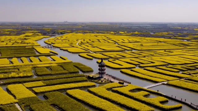 兴化千垛油菜花景区视频素材