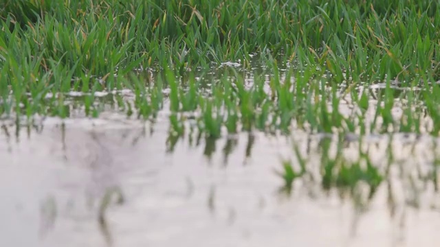 农田浇地视频素材