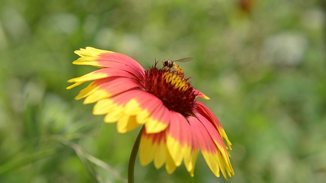 夏季蜜蜂菜花视频素材