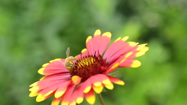 夏季蜜蜂菜花视频素材