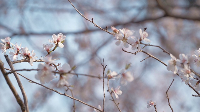 蓝天下的桃花视频素材