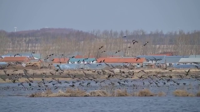 兴凯湖地中雁群飞舞视频视频素材