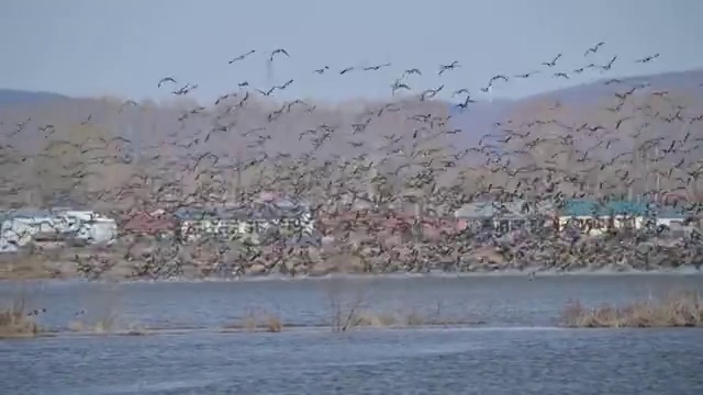 兴凯湖地中雁群飞舞视频视频素材