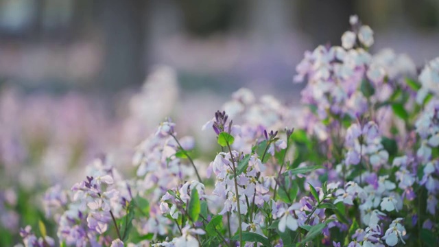 二月兰花海特写实时画面视频素材