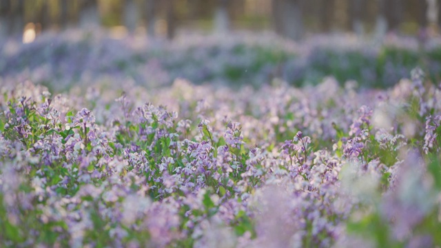 二月兰花海特写实时画面视频素材