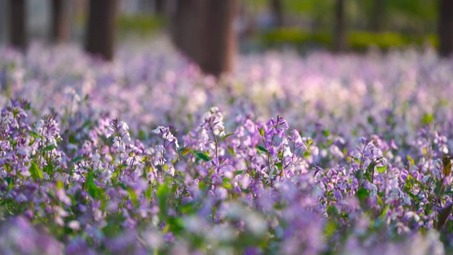 二月兰花海特写实时画面视频素材