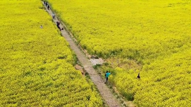 春季自然风光油菜花航拍4K视频视频素材