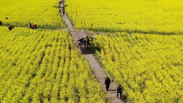 春季自然风光油菜花航拍4K视频视频素材