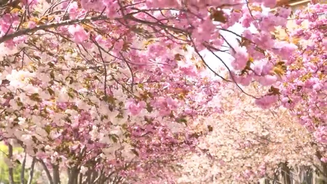 春天樱花盛开视频素材