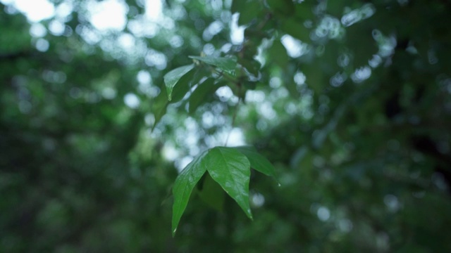 雨中的绿叶视频下载