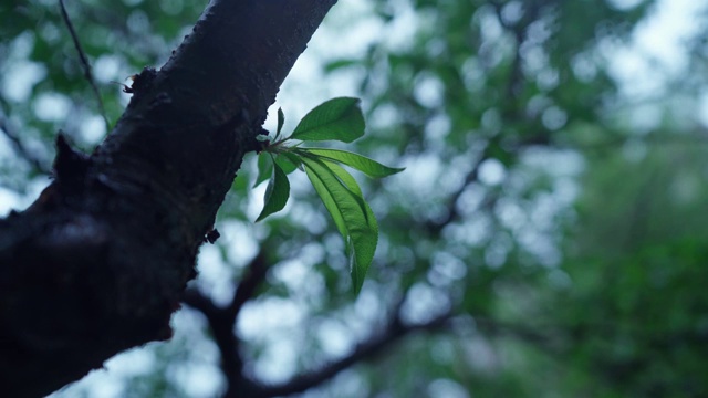 雨中的绿叶视频下载