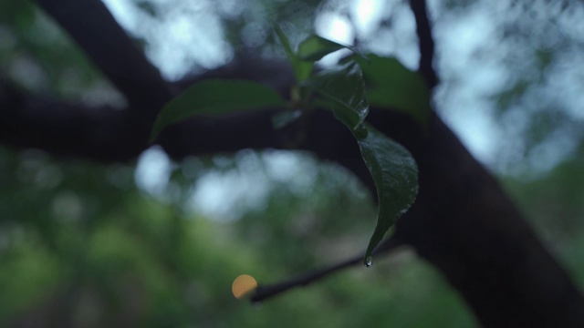 雨中的绿叶视频素材