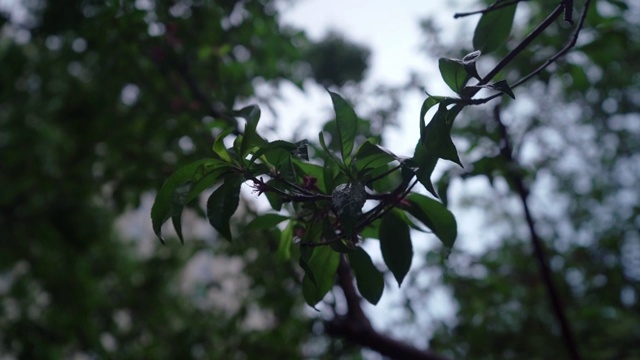 雨中的绿叶视频素材