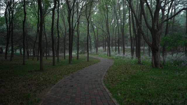 雨中的森林与小路视频下载