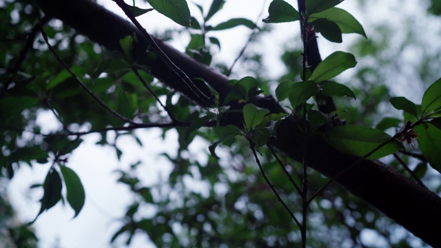 雨中的绿叶视频下载