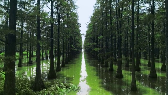 湿地航拍视频素材