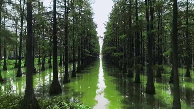 湿地航拍视频素材