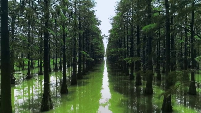 湿地航拍视频素材