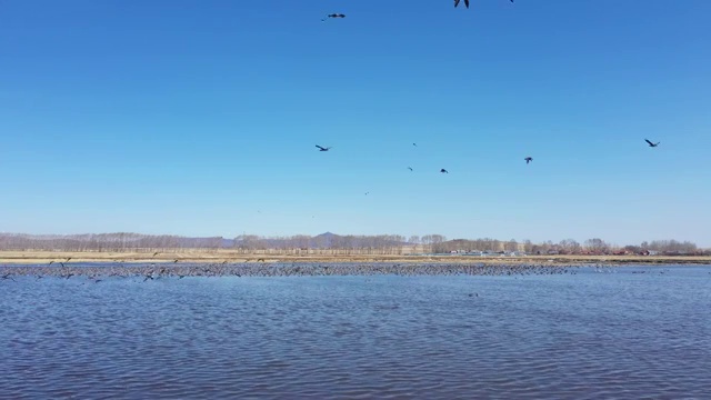 航拍兴凯湖湿地中的大雁和天鹅视频素材