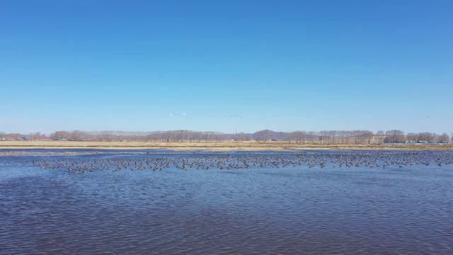 航拍兴凯湖湿地中的大雁和天鹅视频素材