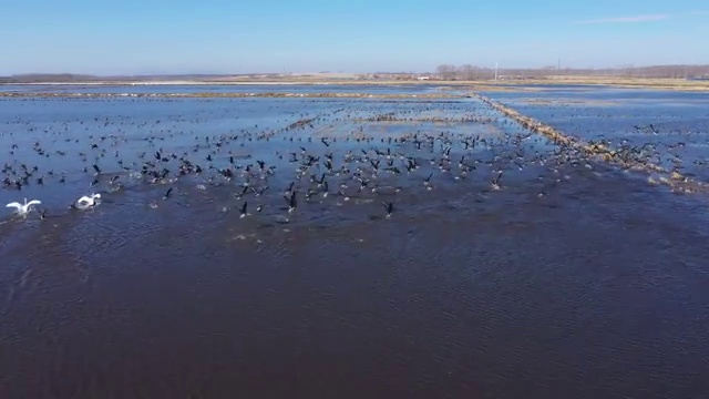 航拍兴凯湖湿地中的大雁和天鹅视频素材