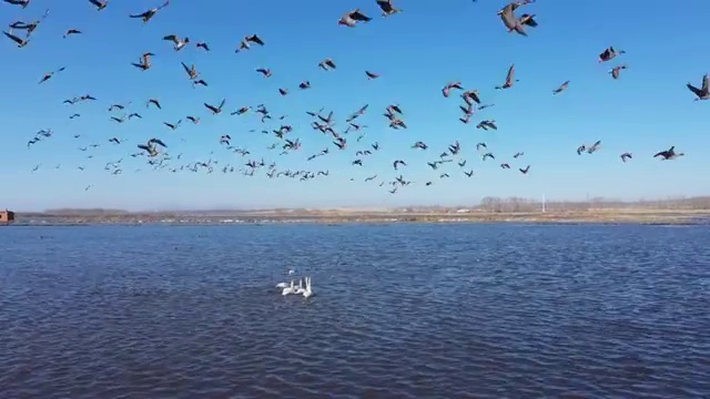 航拍兴凯湖湿地中的大雁和天鹅视频素材