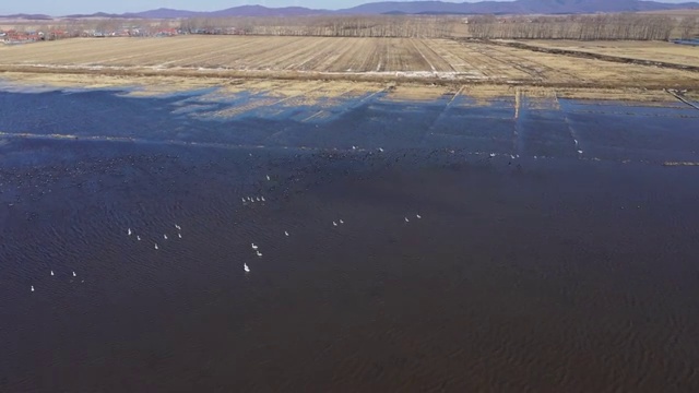 航拍兴凯湖湿地中的大雁和天鹅视频素材