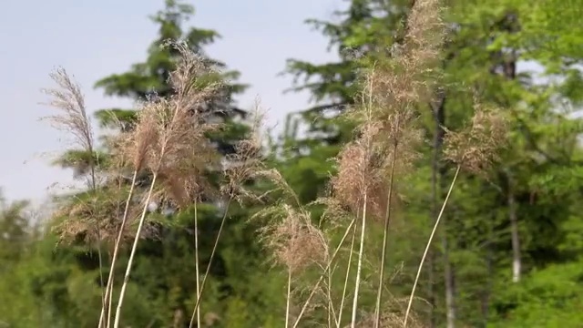 秋季自然风光枯黄的芦苇随风摇摆4K视频视频素材