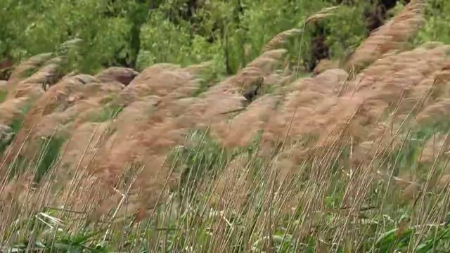 秋季自然风光枯黄的芦苇随风摇摆4K视频视频素材