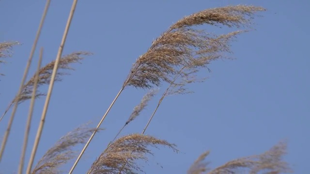 秋季自然风光枯黄的芦苇随风摇摆4K视频视频素材