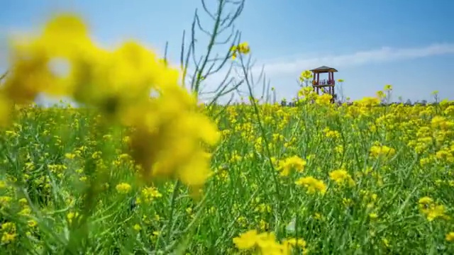 万亩油菜花视频素材