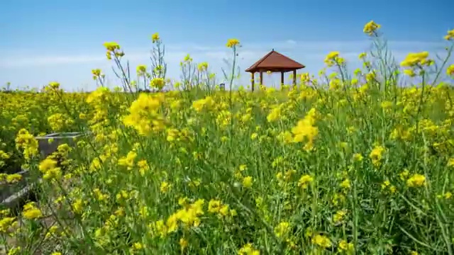 万亩油菜花视频素材