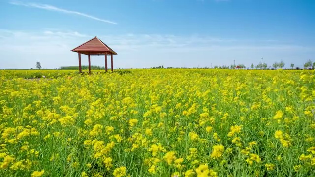 万亩油菜花视频素材