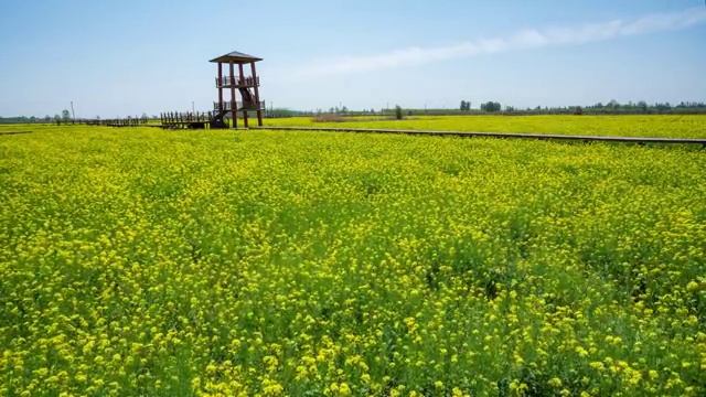 万亩油菜花视频素材