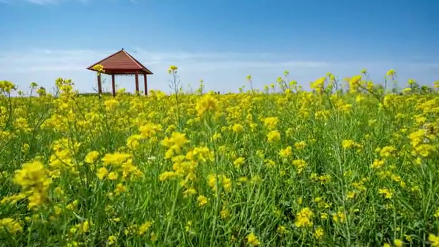 万亩油菜花视频素材