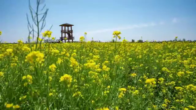 万亩油菜花视频素材