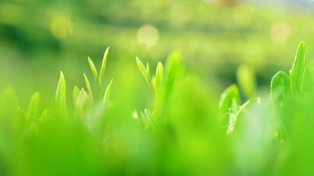 特写绿色的茶叶视频素材