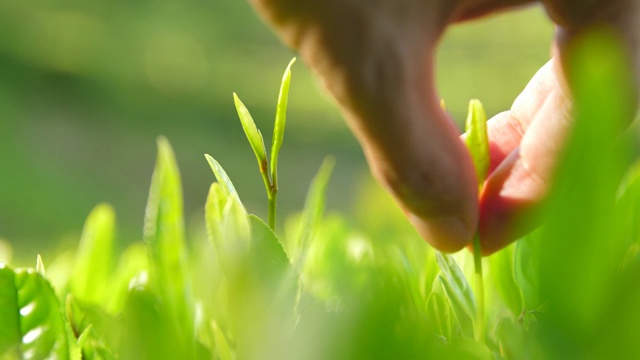 手采摘新鲜的茶芽视频素材