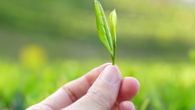 手拿着新鲜的茶芽视频素材