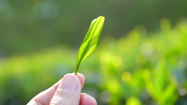 手拿着新鲜的茶芽视频素材